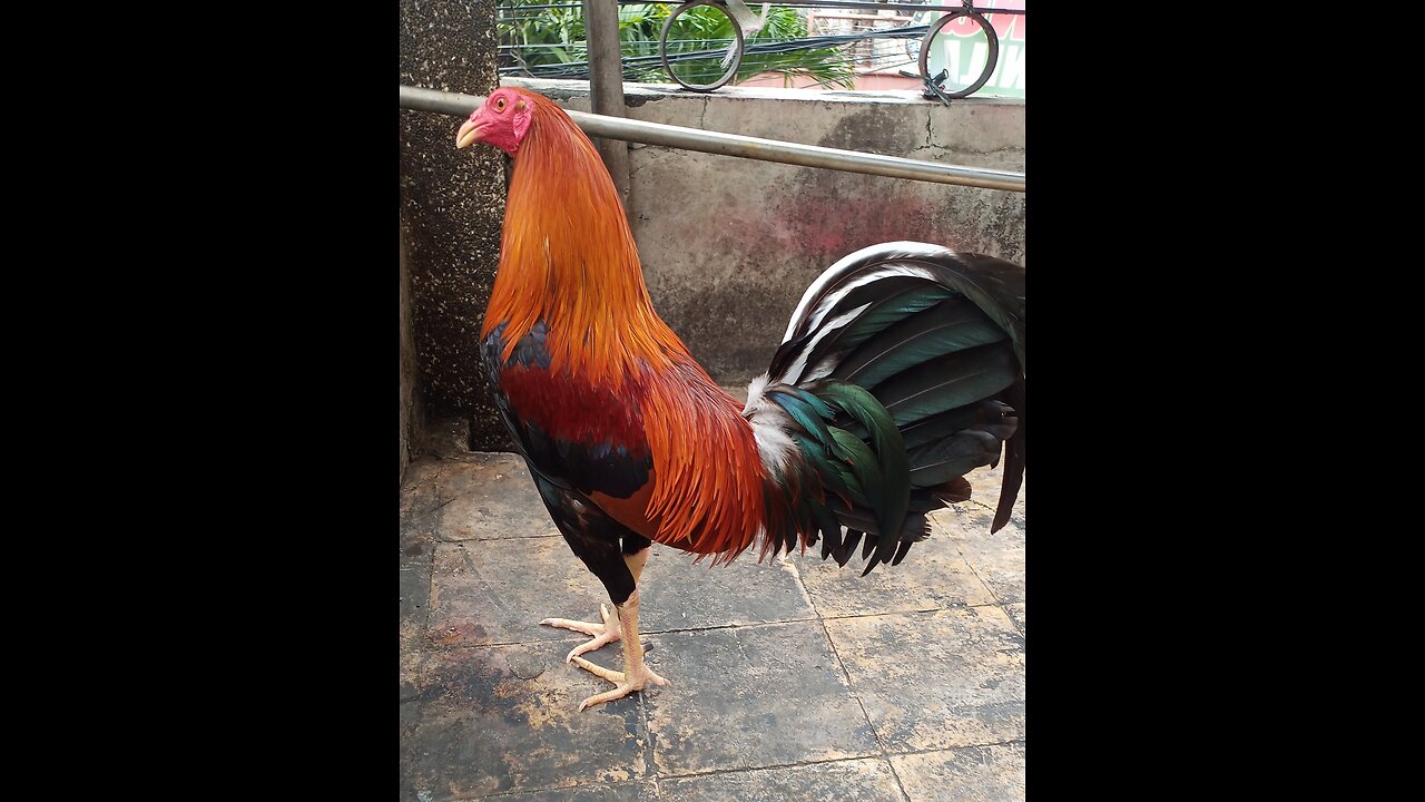 Gamefowl Cock Training Method