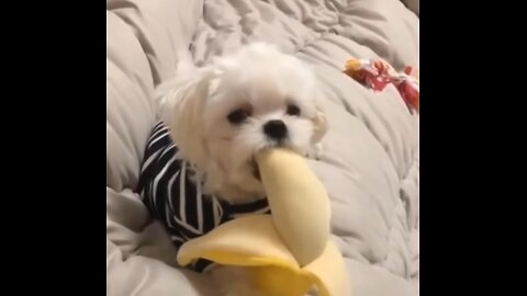 Funny Animal Videos 2023 🥰 - Funniest Dogs and Cats Videos 😁 #9