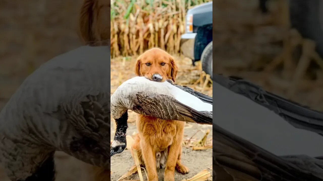 Put In the Work 💯💯 #shorts #goldenretriever #goosehunting #subscribe