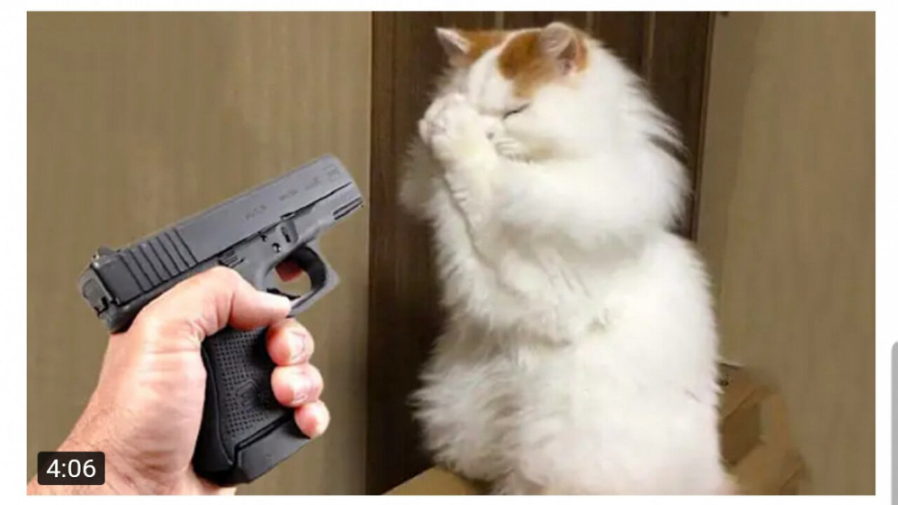 funniest-animals-2023-π-funny-dogs-and-cats-videos-πΊπΆ-part-2