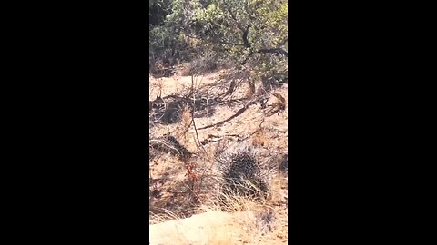 Leopard Hunting Porcupine Gets Quills In Face