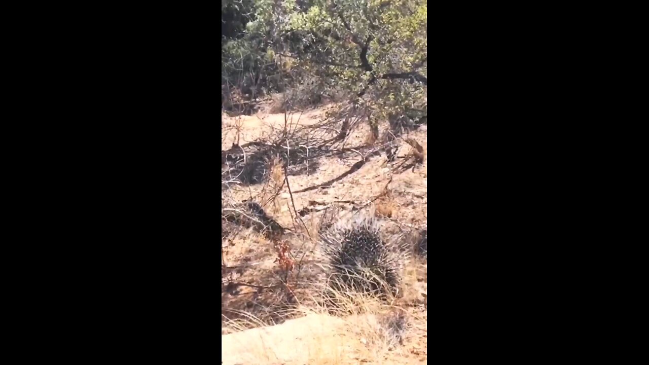 Leopard Hunting Porcupine Gets Quills In Face