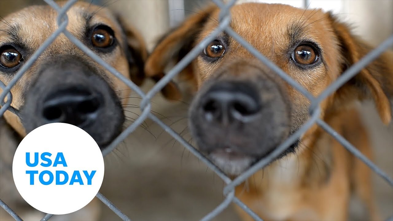 Dog shelters push for adoptions during Clear the Shelters month | USA TODAY