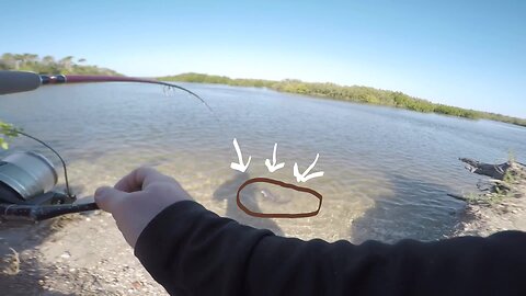 MASSIVE Mangroves Flats Fish! You can CATCH These Here??