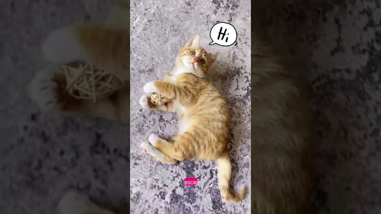 funny cat videos | cute cat videos| cute animals funny cats #shorts #shortsfunny #cutecat #funnycat