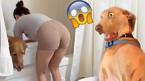 Funniest Animals Video - Funny Dogs And Cats - Try Not To Laugh Animals 2022