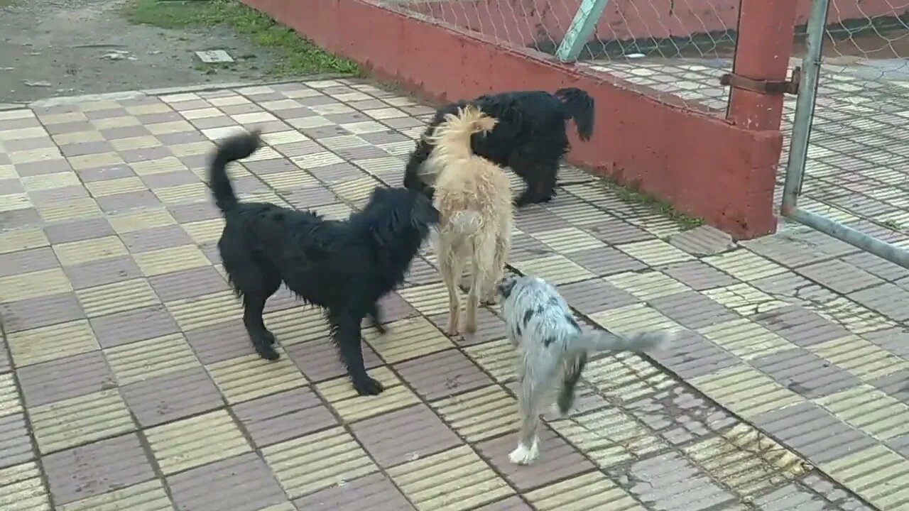 Los perritos se divierten, día medio gris, por suerte dejó de llover, por ahora... (12/07/2022)