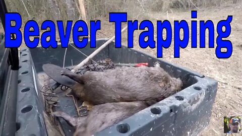 First Beaver Trapping This Fall
