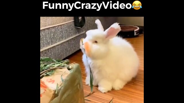 Mr FunnyCrazyVideo😂 Just Incredible Video Funny and Crazy #Like Follow for Follow 🥰