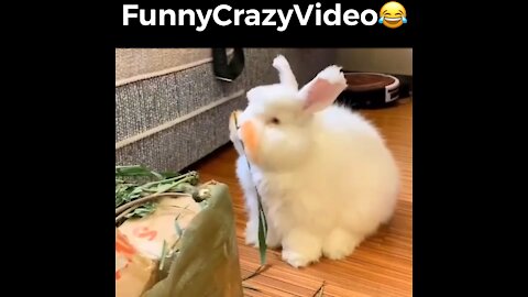 Mr FunnyCrazyVideo😂 Just Incredible Video Funny and Crazy #Like Follow for Follow 🥰