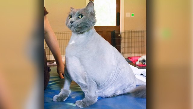 Fat Cat King Leo: Obese Feline On A Mission To Lose Weight