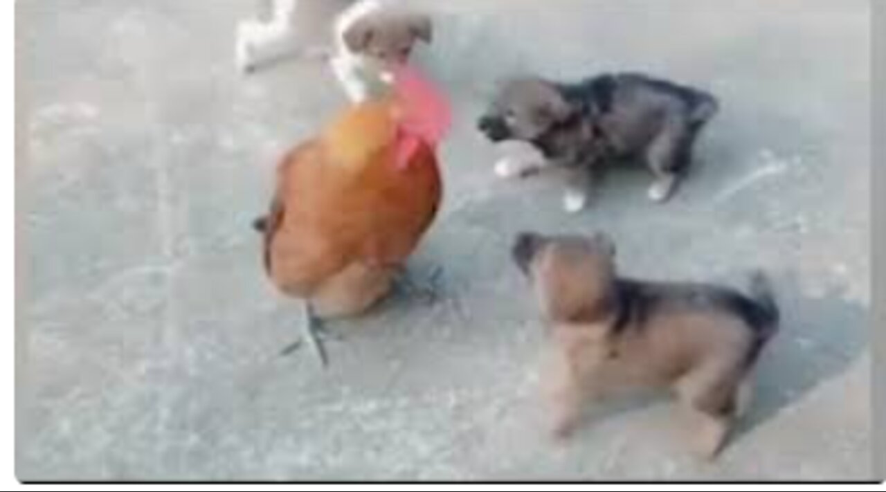 Chicken VS Dog Fight