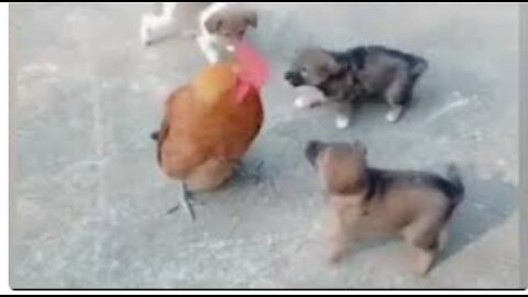 Chicken VS Dog Fight