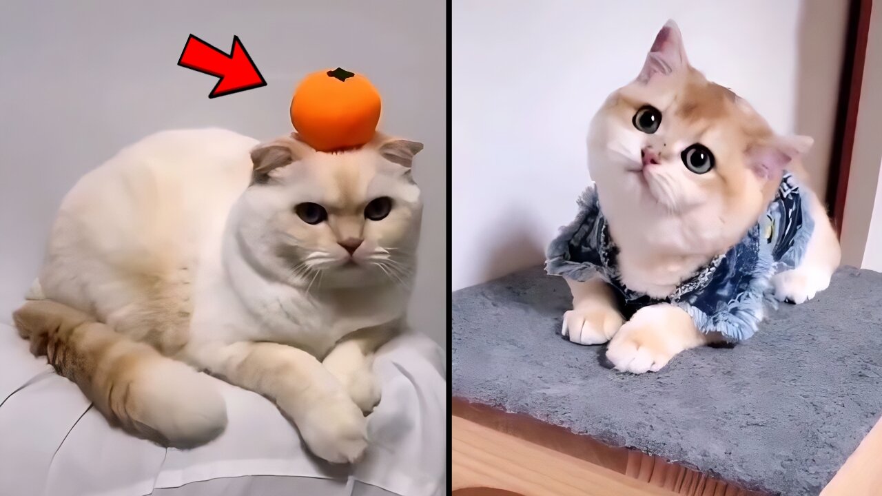 Cute and funny cats compilation😜