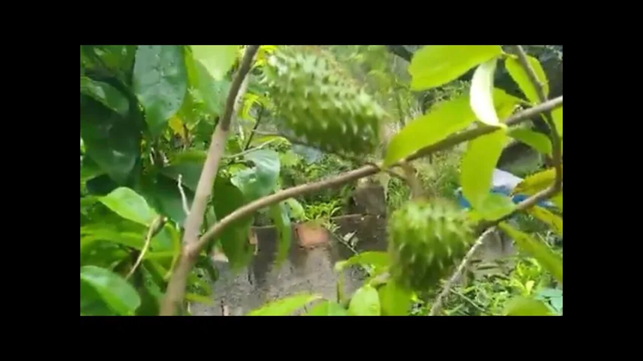 frutíferas produzindo graviola uvaia jabuticaba Sabará pêssego cajá mirtilo calabura grumixama