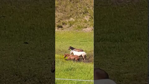 Brumbies playing, splashing and rolling in creek bed. Get spooked by dog.