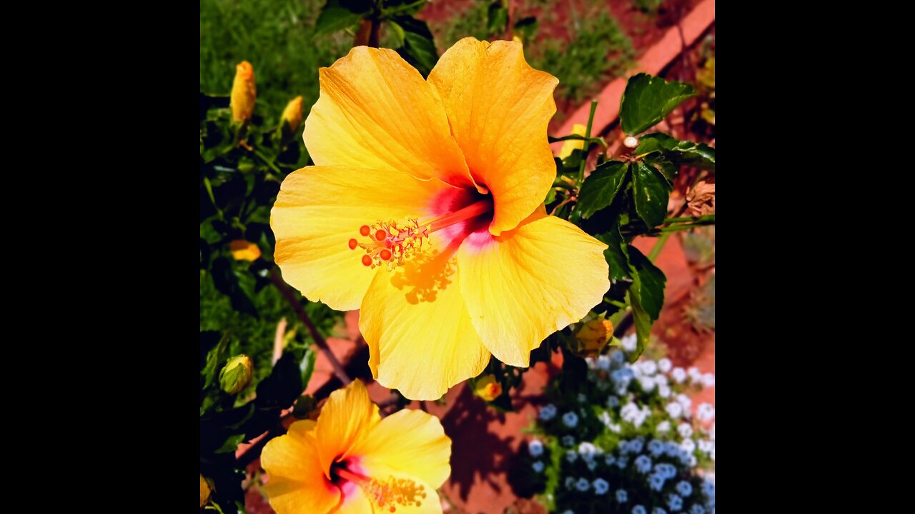 My Hibiscus