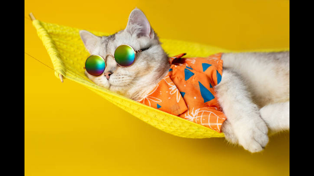Funny cats 🤣😂🤣