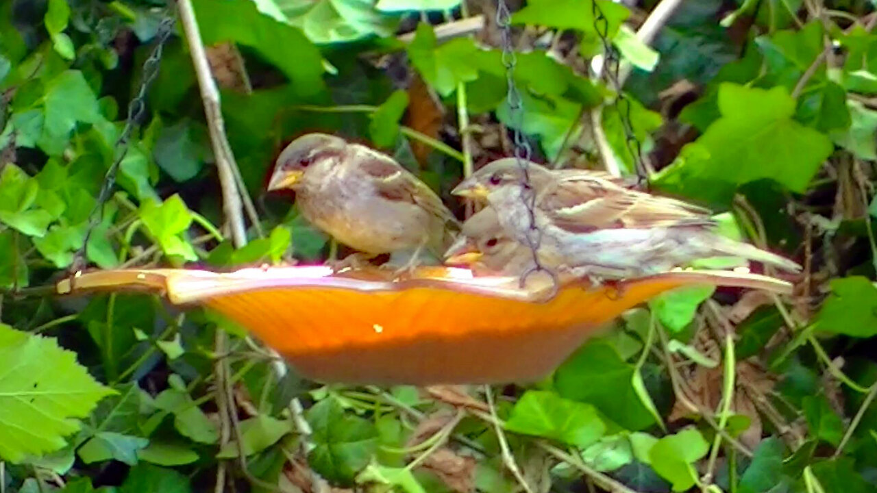 IECV NV #435 - 👀House Sparrows Eating At The Glass Feeder🐥7-21-2017