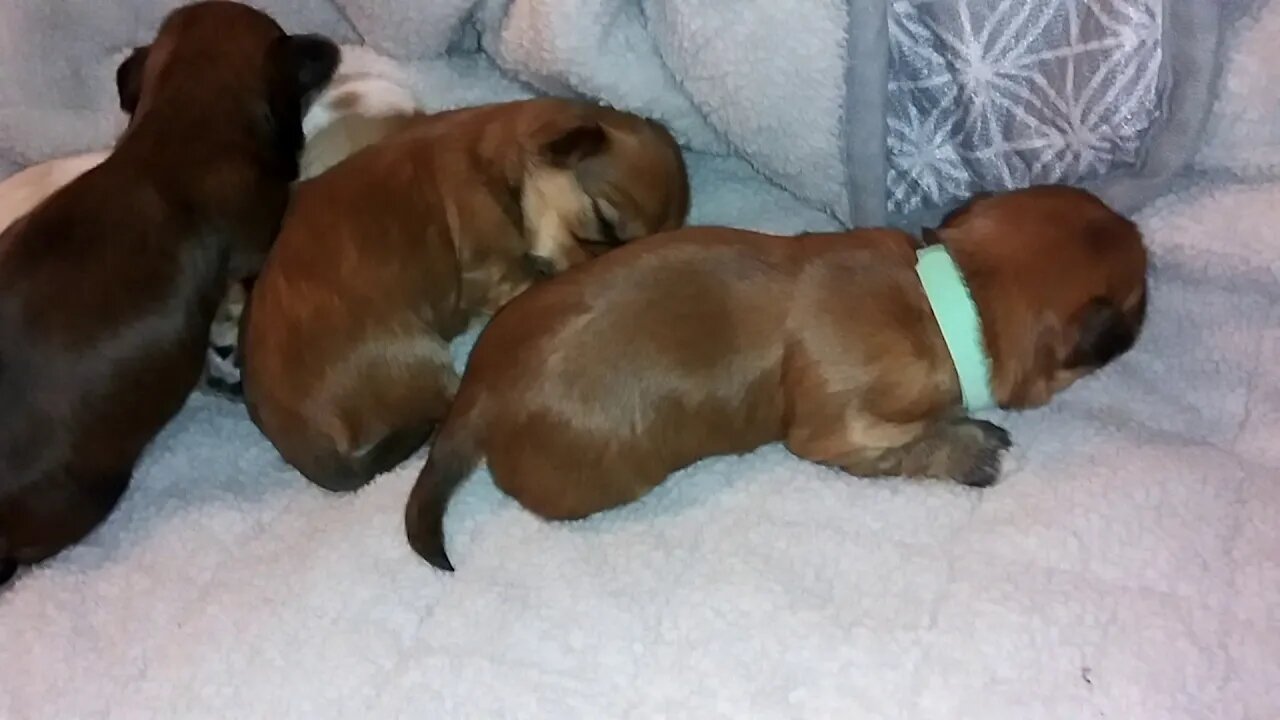 H Litter - 11 days Old Today