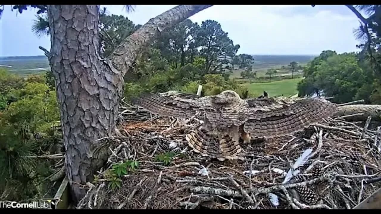 Playing Peek-A-Boo & Getting Mom's Attention 🦉 4/14/22 15:01