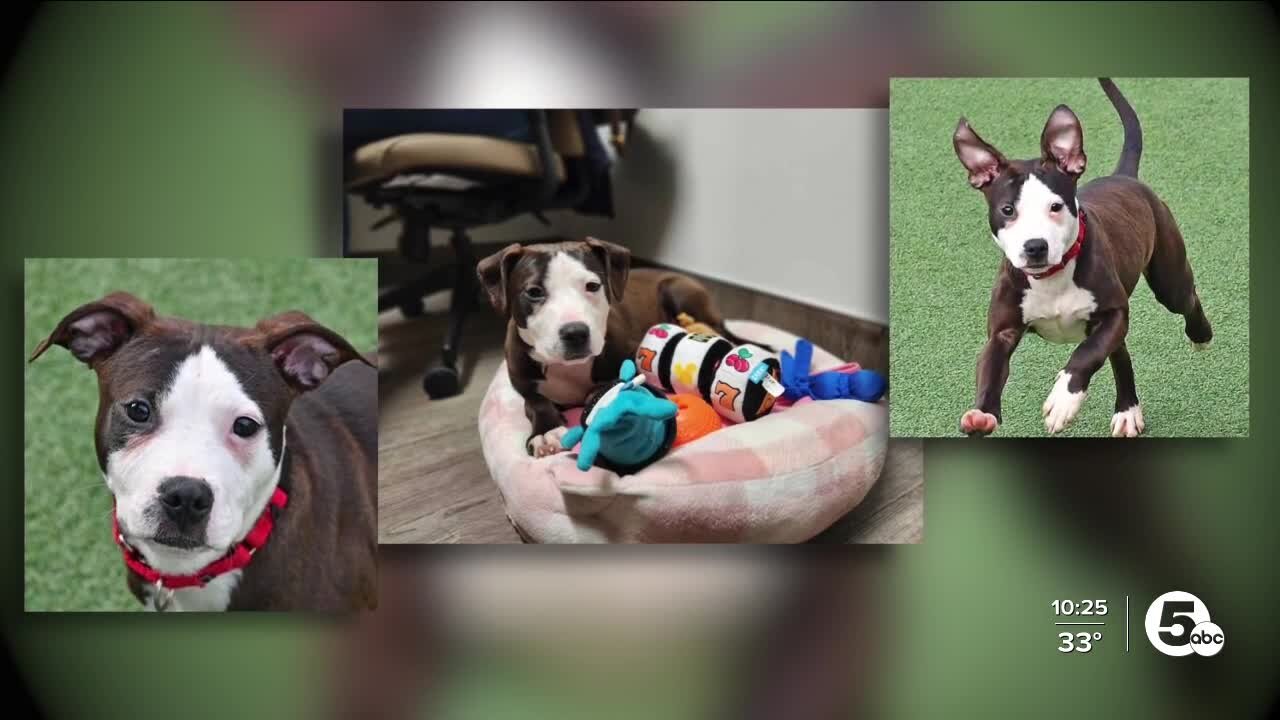 Cleveland APL Pet of the Week