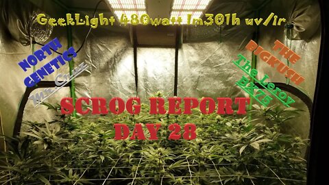 "Feeling Scroggy" S2 EP5 / #Geeklight LED / #NorthGenetics 👽 / Leroy Bx75 / Day 28