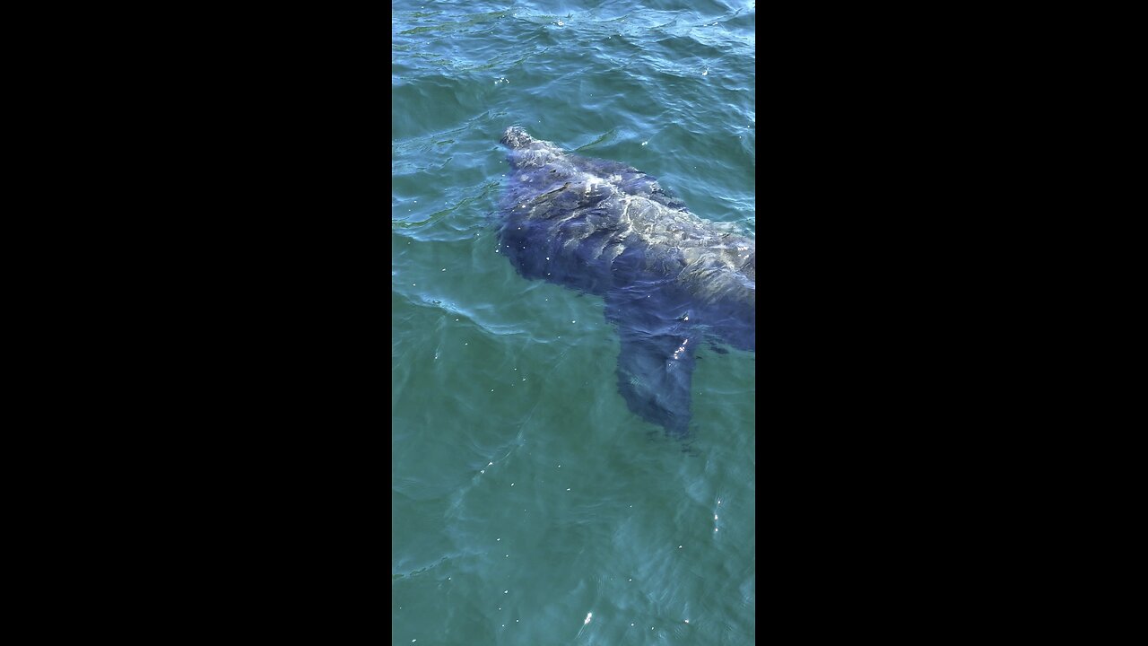 Irish Marine Wildlife