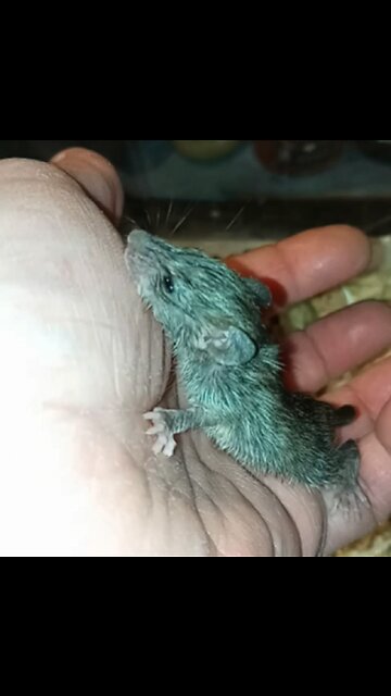 🐀 𝕃𝕖𝕒𝕣𝕟𝕚𝕟𝕘 𝕥𝕠 ℝ𝕒𝕥 ❤