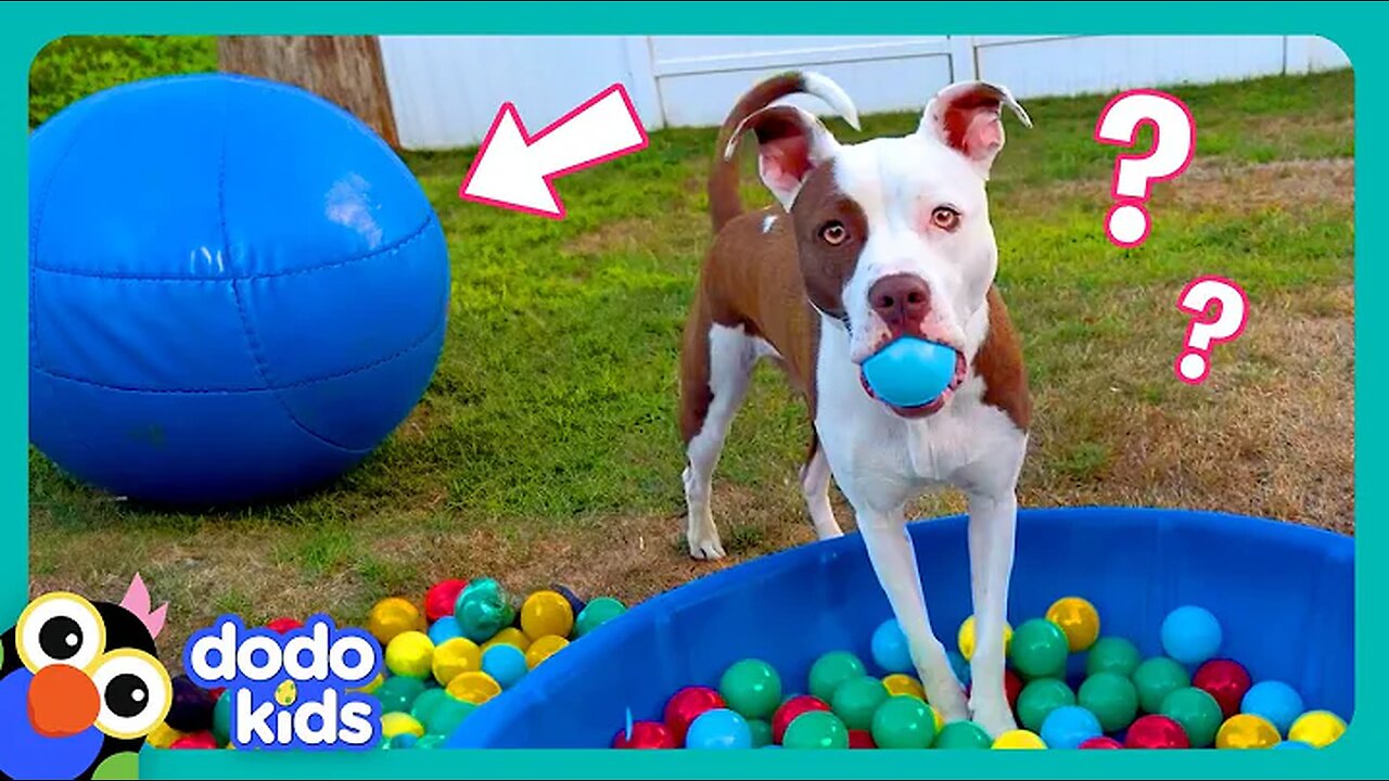 Wait! Where’s My BALL?! | Dodo Kids | Funny Dog Videos