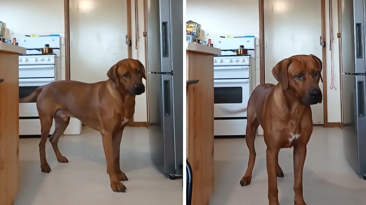 Big dog hilariously says NO to nail clipping