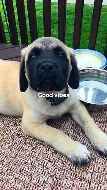 How quickly they grow!! 🌴😎❤️🐾 #sendoutcards