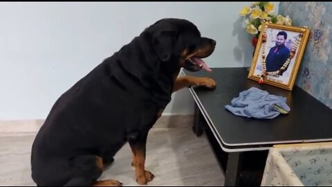 Jerry is missing bhaiya|| emotional dog video|| dog missing his owner||