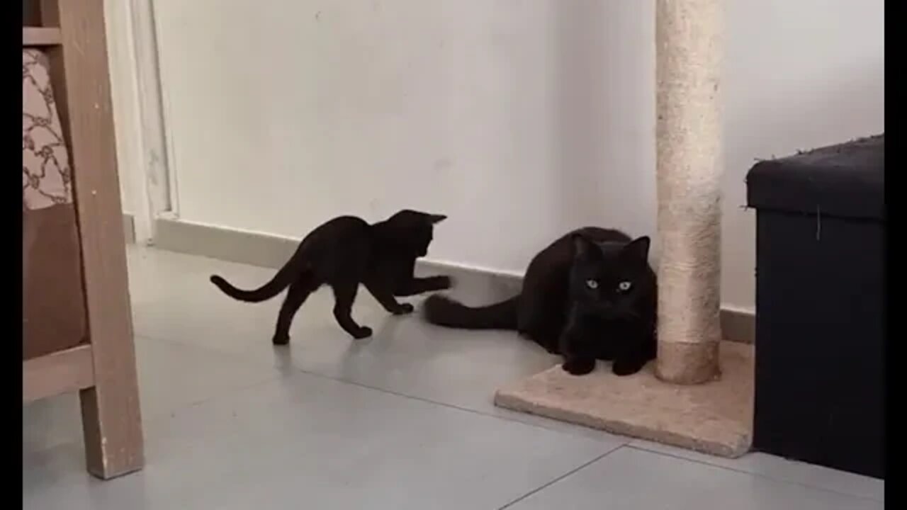 The kitten learning the hard way not to bug the 8yo