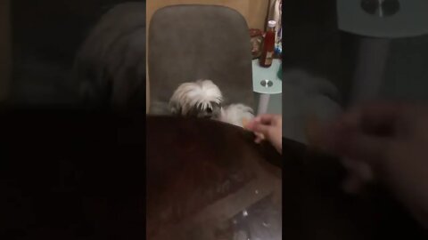 Look who's dining with me | Shih tzu cute puppy eating