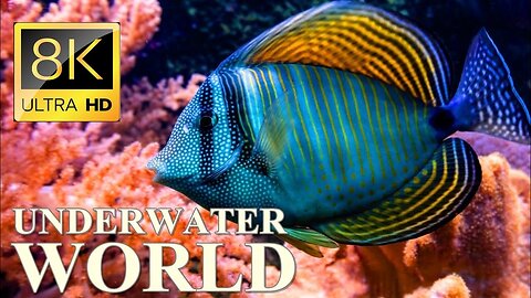 Underwater World 8K ULTRA HD – Marine Life, Sea Animals and Coral Reef