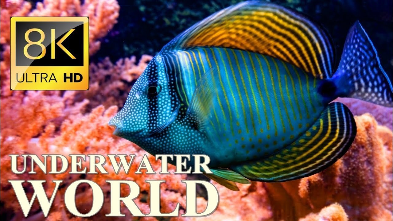 Underwater World 8K ULTRA HD – Marine Life, Sea Animals and Coral Reef