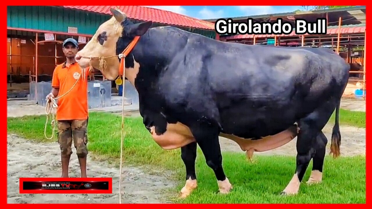 Girolando Bull || Introducing "Peter" for 2024 || Cow Videos || Animals Lovers || Animal