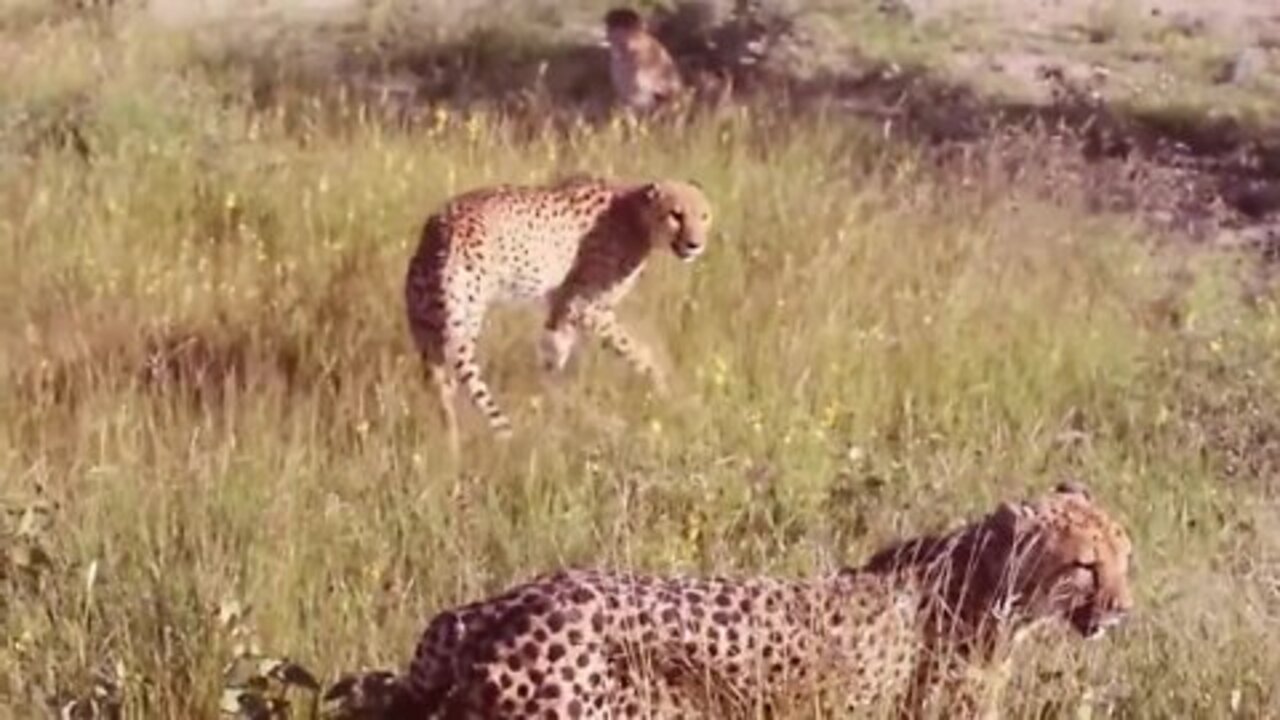 Wild cat vs Rattle Snake Real Fight