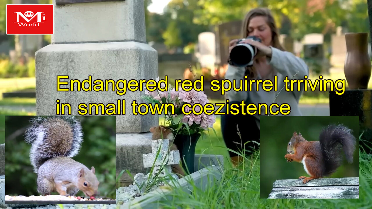 AprilEndangered Red Squirrel Thriving in Small Town _ Coexistence 7, 2023