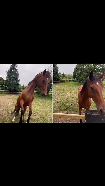 Excited horse dances in excitement for treats