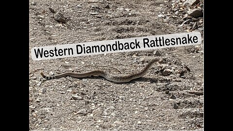 Western Diamondback Rattlesnake in Arizona