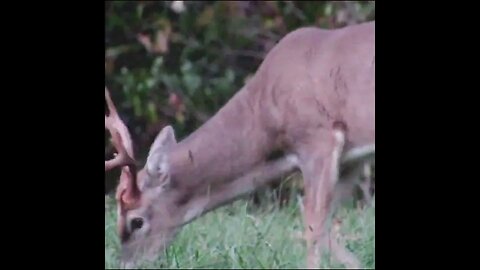 nice buck deer