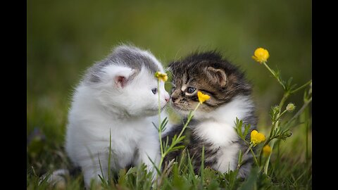 Hey one in a Million love cat 😻💖🐶