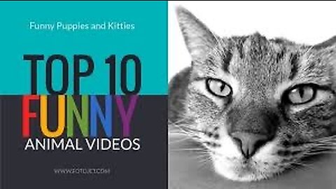 Funny dog and cat loving together