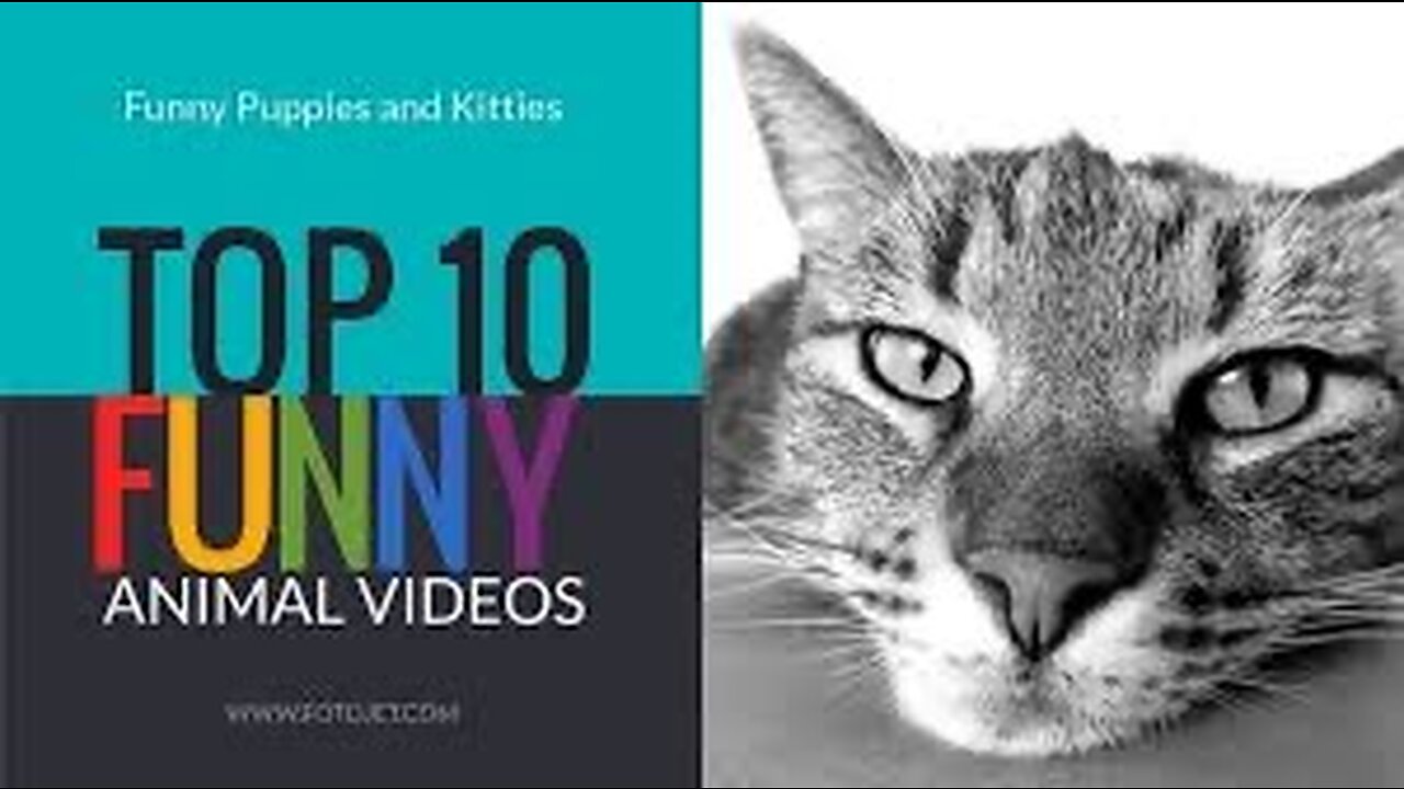 Funny dog and cat loving together