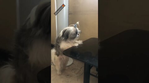 The Shih Tzu and the Table: My Shih tzu pretends she doesn't know how to jump | Shih tzu needs help