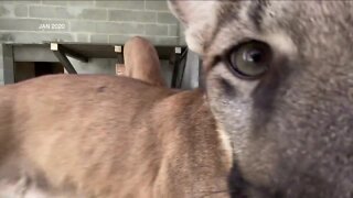 Two panther deaths recorded in Lee Co.