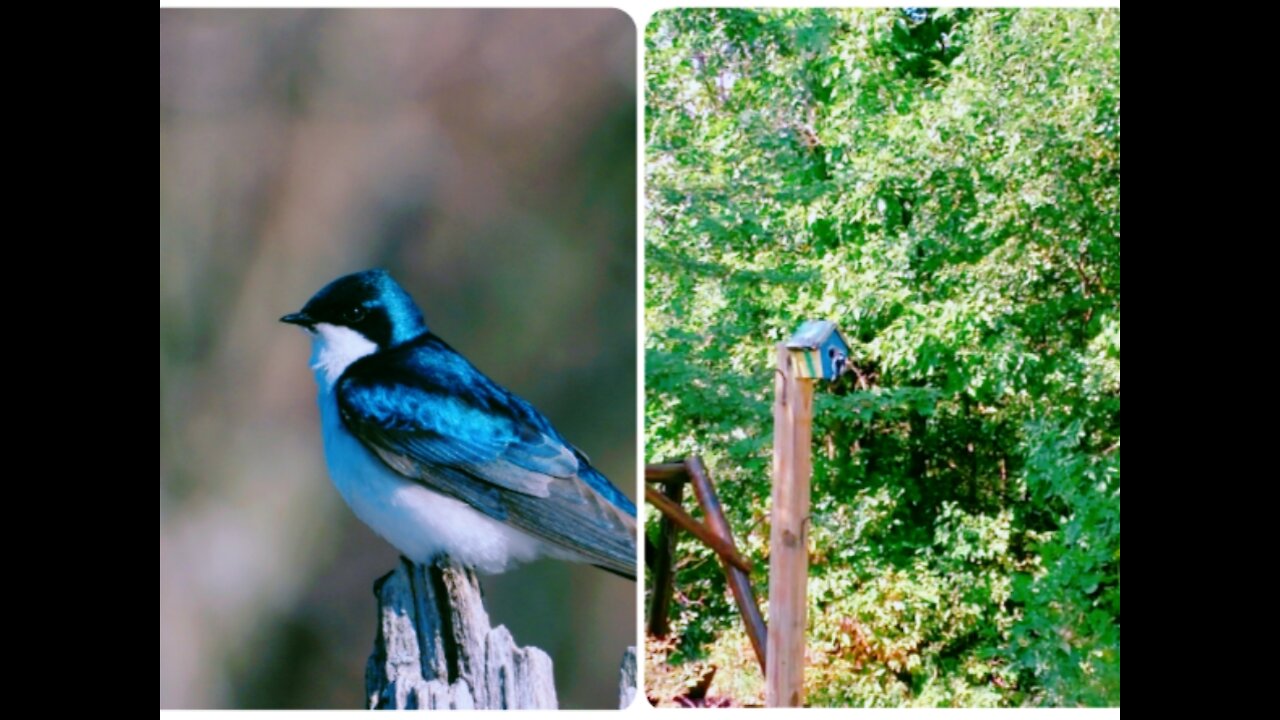 Tree Swallow Plays Woodpecker