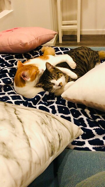 #Cats #fur #cuties 🐈😻🐈‍⬛